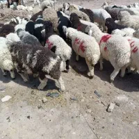 گوسفند زنده  تخفیف ویژه