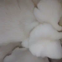 کارآفرینی با کمپوست آماده قارچ