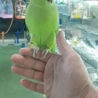 شهر پرنده عمارلو