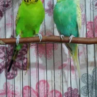 مرغ عشق انگلیسی گرید A|پرنده|الوند, |دیوار