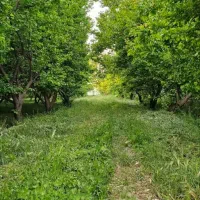 فروش باغ ویلا دارای سند ۷۵۰مترفول فرنیش(ملارد)|فروش خانه و ویلا|تهران, آبشار تهران (دریاچه)|دیوار
