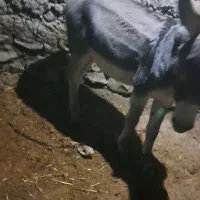 الاغ نر|حیوانات مزرعه|جغتای, |دیوار