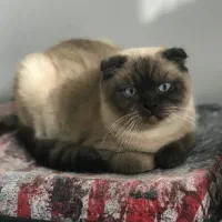 اسکاتیش دبل فولد اصیل نر|گربه|اردبیل, |دیوار