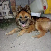 سگ ژرمن