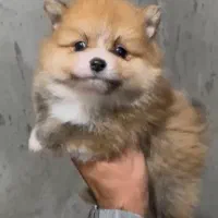 سگ پامر سایز صفر|سگ|شیراز, گود عربان|دیوار