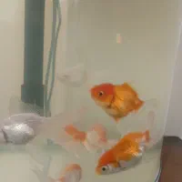گلدفیش  زیبا و سالم بزرگتر سرحال