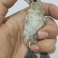 سهره نره غول