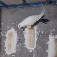 کبوتر دم سبز