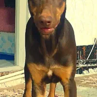 دوبرمن خالص بلوطی واکسی پدرمادر اصیل شاه توله