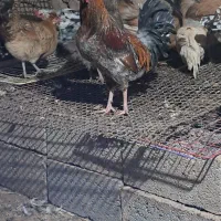 فروش خروس محلی|حیوانات مزرعه|سیرجان, |دیوار