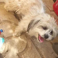 سگ پاکوتا|سگ|آذرشهر, |دیوار