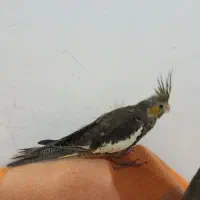 عروس هلندی دون خور ماده|پرنده|بروجرد, |دیوار