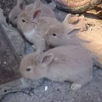 خرگوش های لپ|موش و خرگوش|آمل, |دیوار