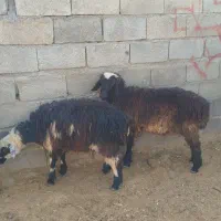 بره ماده سبک و بز کهره دار