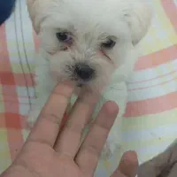 توله شیتزو تریر