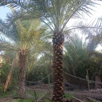 باغبانی تمیز کردن نخل وباغچه|خدمات باغبانی و درختکاری|آبادان, |دیوار