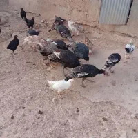 بوقلمون برزیلی ماده|حیوانات مزرعه|شیروان (خراسان), |دیوار