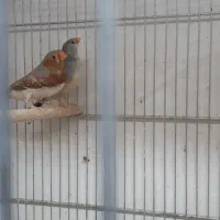 فنچ هاف اورنج اروپایی|پرنده|قم, زنبیل آباد|دیوار