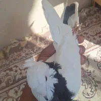 سه عدد کفتر نر ماده دوتا طوقی