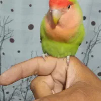 کوتوله طوطی برزیلی خوش هیکل و درشت