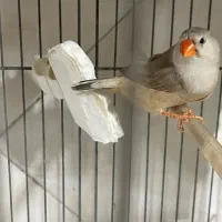 جفت فول اورنج روی تخم|پرنده|تهران, نعمتآباد|دیوار