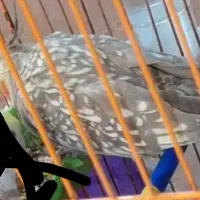 عروس هلندی ماده