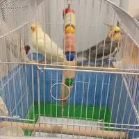 عروس هلندی