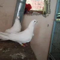 کفتر قره دومدح توپ
