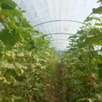 پلاستیک گلخونه