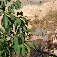 پروار بندی گوساله گوسفندی همه چی ۷۵ راس|پیشفروش املاک|بروجن, |دیوار