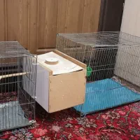 دو عددقفس عروس هلندی مرغ عشق|لوازم جانبی حیوانات|ارومیه, |دیوار