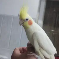 کوتوله و عروس هلندی|پرنده|یزد, |دیوار