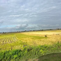 فروش زمین شالیزاری|فروش دفتر صنعتی، کشاورزی، تجاری|هادی شهر, |دیوار