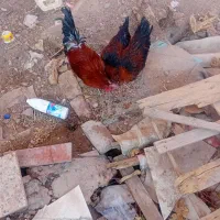 ۲ عدد مرغ یک خروس محلی فروشی