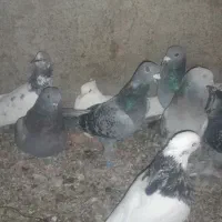 فروش کبوتر در آغاجاری