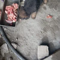 ۲توله ژرمن با مادر|سگ|بهشهر, |دیوار