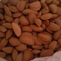 بادام مامایی درجه یک