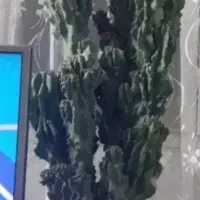 تعدادی گل وگیاه آپارتمانی بسیار زیبا و بزرگ|گل و گیاه طبیعی|شهریار, کهنز|دیوار