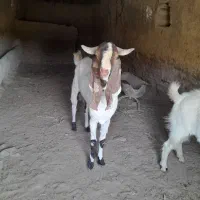 نر بز امریکایی