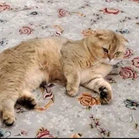 تعدادی نر مولد قوی و جوان