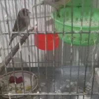 قناری ماده سهره دهن لر جفت