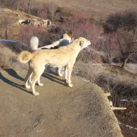 فروشی|سگ|انگوران, |دیوار