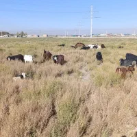 بزغاله چاق برای شب یلدا