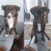 دوتاسگ نروماده