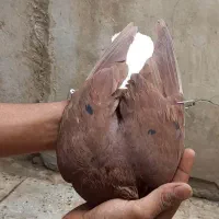 کبوتر سرخ دم پاکت پر خال سیاه