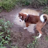 واگذاری توله سگ