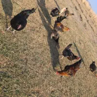 خسی،درجه یک|حیوانات مزرعه|اصفهان, شهرستان|دیوار