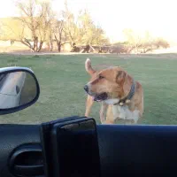 سگ سه سال دهن پاک