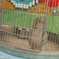 قناری|پرنده|شیراز, کفترک|دیوار