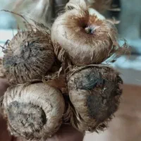 پیاز زعفران کوهپایه